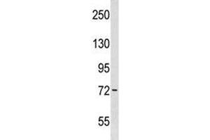 Wee1 antibody western blot analysis in WiDr lysate. (WEE1 antibody  (AA 202-230))