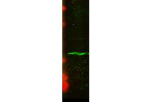 Western Blot analysis of Human U2OS cell lysate showing detection of CENP-A protein using Mouse Anti-CENP-A Monoclonal Antibody, Clone 5A7-2E11 . (CENPA antibody  (APC))