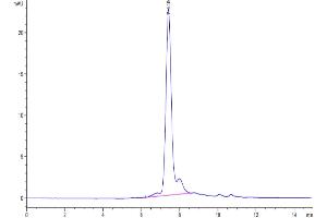 The purity of Mouse GARP&Latent TGF beta Complex is greater than 95 % as determined by SEC-HPLC. (GARP & Latent TGF beta 1 Complex (AA 18-628) protein (His tag))