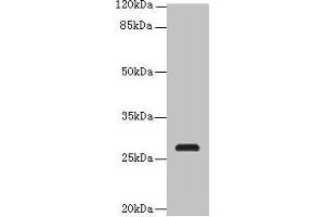 Western blot All lanes: C17orf64 antibody at 4 μg/mL + Mouse gonadal tissue Secondary Goat polyclonal to rabbit IgG at 1/10000 dilution Predicted band size: 28 kDa Observed band size: 28 kDa (C17orf64 antibody  (AA 111-236))