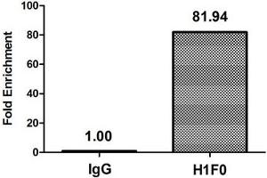 Chromatin Immunoprecipitation Hela (4*10 6 ) were treated with Micrococcal Nuclease, sonicated, and immunoprecipitated with 5 μg anti-H1F0 (ABIN7139585) or a control normal rabbit IgG. (Histone H1-Like (LOC107807853) (meLys101) antibody)