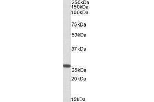 Western Blotting (WB) image for anti-Coiled-Coil-Helix-Coiled-Coil-Helix Domain Containing 3 (CHCHD3) (Internal Region) antibody (ABIN2464605) (CHCHD3 antibody  (Internal Region))