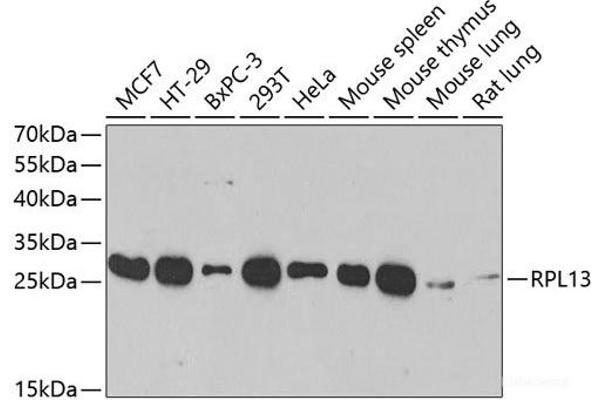 RPL13 antibody