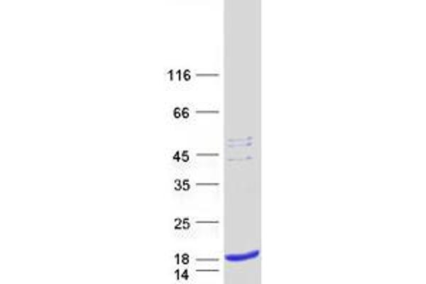 SPCS1 Protein (Myc-DYKDDDDK Tag)