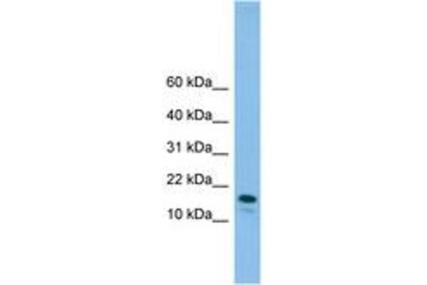 GREM2 antibody  (N-Term)