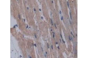 Used in DAB staining on fromalin fixed paraffin- embedded Kidney tissue (ICK antibody  (AA 1-284))