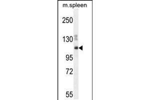 Western blot analysis in mouse spleen cell line lysates (35ug/lane). (Nesprin3 antibody  (C-Term))