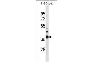 Western blot analysis in HepG2 cell line lysates (35ug/lane). (RPUSD1 antibody  (AA 178-205))