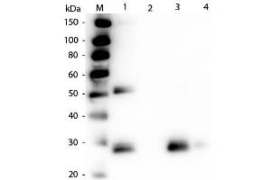 Western Blot of Anti-Rat IgG F(ab')2 (RABBIT) Antibody . (Rabbit anti-Rat IgG (F(ab')2 Region) Antibody (Texas Red (TR)) - Preadsorbed)