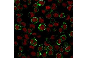 Immunofluorescence (IF) image for anti-Sialophorin (SPN) antibody (ABIN6940641)