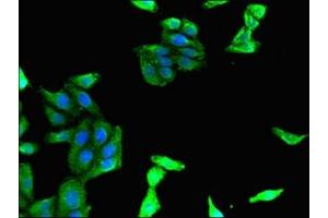 Immunofluorescent analysis of HepG2 cells using ABIN7160298 at dilution of 1:100 and Alexa Fluor 488-congugated AffiniPure Goat Anti-Rabbit IgG(H+L) (MADCAM1 antibody  (AA 19-317))