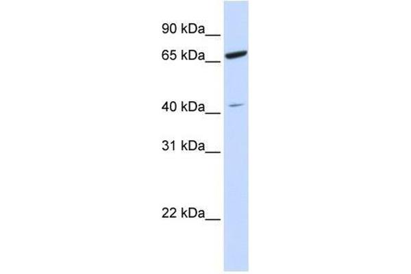 ZNF334 antibody  (N-Term)