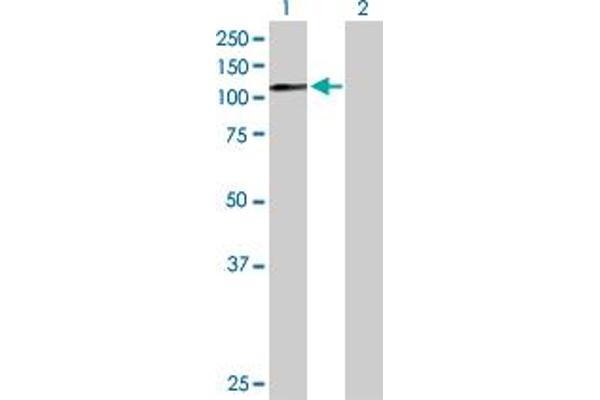 IL12RB2 antibody  (AA 1-862)