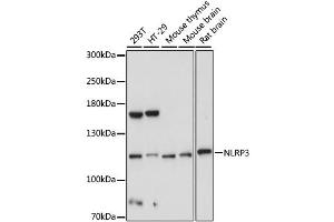 Western blot analysis of extracts of various cell lines, using NLRP3 antibody (ABIN1876853) at 1:1000 dilution. (NLRP3 antibody)