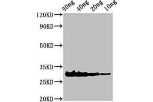 Western Blot Positive WB detected in Recombinant protein All lanes: Rhodocytin subunit alpha antibody at 3 μg/mL Secondary Goat polyclonal to rabbit IgG at 1/50000 dilution Predicted band size: 31 kDa Observed band size: 31 kDa (LOC105923162 antibody  (AA 1-136))