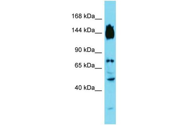 SYDE2 antibody  (C-Term)