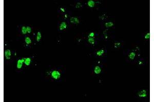 Immunofluorescent analysis of Hela cells using ABIN7139582 at dilution of 1:100 and Alexa Fluor 488-congugated AffiniPure Goat Anti-Rabbit IgG(H+L) (HIST1H4A antibody  (meArg3))