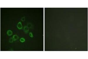 Immunofluorescence (IF) image for anti-BCL2-Associated X Protein (BAX) (AA 133-182) antibody (ABIN2888759) (BAX antibody  (AA 133-182))