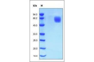 Human FGF R4, His Tag on SDS-PAGE under reducing (R) condition. (FGFR4 Protein (AA 22-369) (His tag))