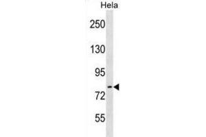 Western Blotting (WB) image for anti-rho Guanine Nucleotide Exchange Factor (GEF) 33 (ARHGEF33) antibody (ABIN3000827) (ARHGEF33 antibody)