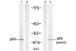 Western blot analysis of extracts from HT-29 cells untreated or treated with UV (20min), using p53 (Ab-33) antibody (E021088, Lane 1 and 2) and p53 (phospho-Ser33) antibody (E011097, Lane 3 and 4). (p53 antibody)