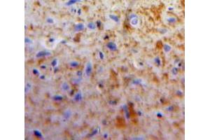 Used in DAB staining on fromalin fixed paraffin-embedded Brain tissue (Apelin antibody  (AA 24-77))