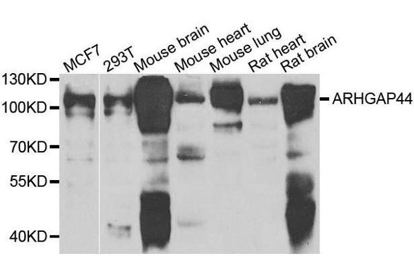 ARHGAP44 antibody  (AA 666-772)