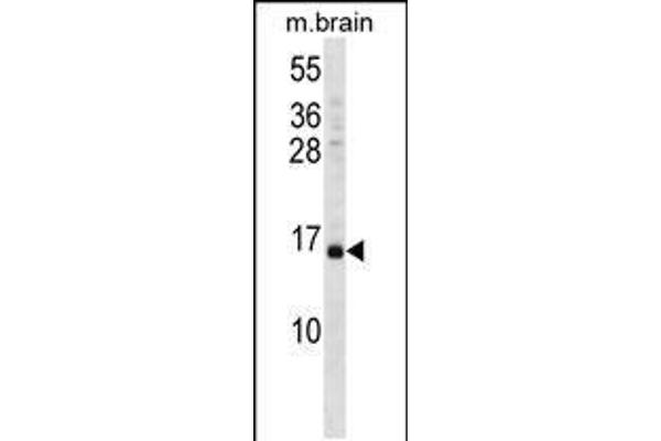 VAMP3 antibody  (AA 15-43)