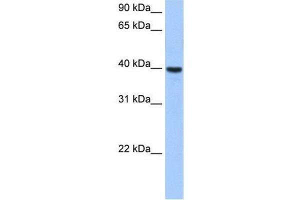 ST6GALNAC4 antibody  (Middle Region)