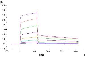 Surface Plasmon Resonance (SPR) image for CD226 (CD226) (AA 19-247) protein (Fc Tag) (ABIN7274457)