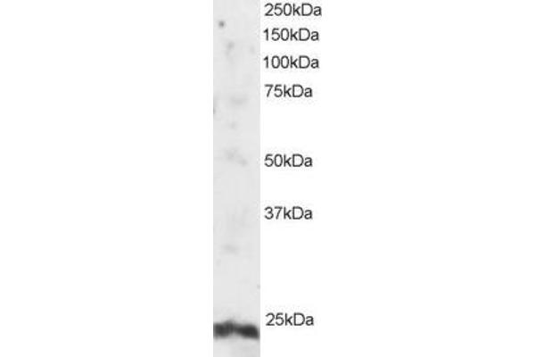 ARL4A antibody  (N-Term)