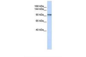 Image no. 1 for anti-Protocadherin 1 (PCDH1) (AA 38-87) antibody (ABIN6738156) (Protocadherin 1 antibody  (AA 38-87))