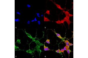 Immunocytochemistry/Immunofluorescence analysis using Mouse Anti-TrpC5 Monoclonal Antibody, Clone N67/15 (ABIN2485380). (TRPC5 antibody  (AA 827-845) (HRP))