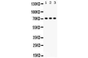 Western Blotting (WB) image for anti-Sp2 Transcription Factor (Sp2) (AA 312-343), (Middle Region) antibody (ABIN3043349) (Sp2 antibody  (Middle Region))