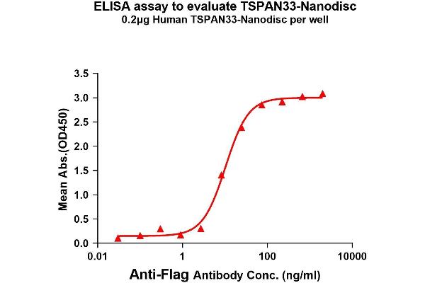 TSPAN33 Protein