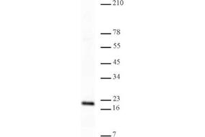 Western Blotting (WB) image for anti-Histone 3 (H3) (H3K4me3) antibody (ABIN577703) (Histone 3 antibody  (H3K4me3))