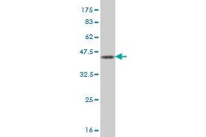 Western Blot detection against Immunogen (41. (JTB antibody  (AA 1-146))