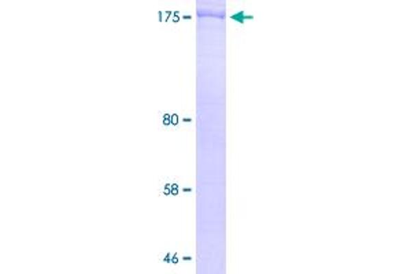 TLN1 Protein (AA 86-1430) (GST tag)