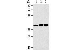 Western Blotting (WB) image for anti-Mitogen-Activated Protein Kinase 9 (MAPK9) antibody (ABIN2431551) (JNK2 antibody)
