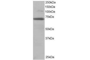 Image no. 1 for anti-Ran GTPase Activating Protein 1 (RANGAP1) (N-Term) antibody (ABIN374398) (RANGAP1 antibody  (N-Term))