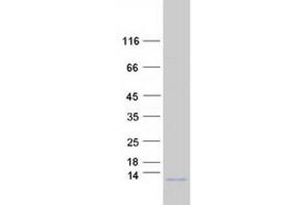 COX7A1 Protein (Isoform 3) (Myc-DYKDDDDK Tag)