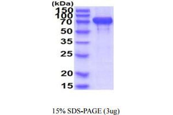 N-Cadherin Protein (AA 160-724) (His tag)