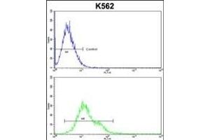 PLCB2 Antibody (N-term) (ABIN653200 and ABIN2842746) flow cytometric analysis of k562 cells (bottom histogram) compared to a negative control cell (top histogram). (Phospholipase C beta 2 antibody  (N-Term))