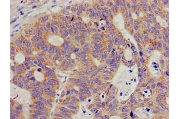 SIGMAR1 antibody  (AA 112-169)