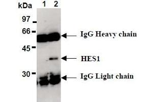 Western Blotting (WB) image for anti-ES1 Protein Homolog (AA 1-281), (full length), (N-Term) antibody (ABIN1449175) (ES1 Protein Homolog (AA 1-281), (full length), (N-Term) antibody)