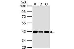 Image no. 1 for anti-Cyclin-Dependent Kinase 7 (CDK7) (AA 1-311) antibody (ABIN467558) (CDK7 antibody  (AA 1-311))