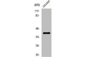 Western Blot analysis of HepG2 cells using GPR52 Polyclonal Antibody (GPR52 antibody  (C-Term))