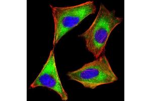 Immunofluorescent analysis of 4 % paraformaldehyde-fixed, 0. (EIF2AK2 antibody  (AA 1-250))