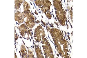 Immunohistochemistry of paraffin-embedded human stomach using STAMBP antibody. (STAMBP antibody)