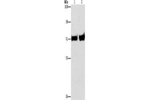 Western Blotting (WB) image for anti-phosphoenolpyruvate Carboxykinase 1 (Soluble) (PCK1) antibody (ABIN2434212) (PCK1 antibody)